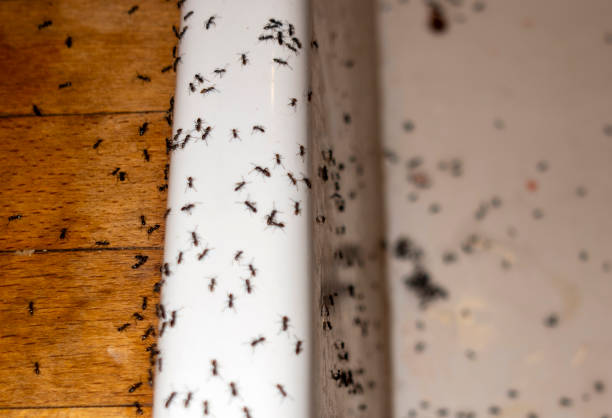Best Spider Control Near Me  in Tishomingo, OK